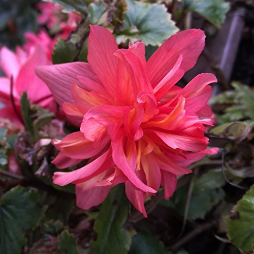 Begonienzwiebeln : Begonia - Begonie  pendula pink  3 Blumenzwiebel/Knolle