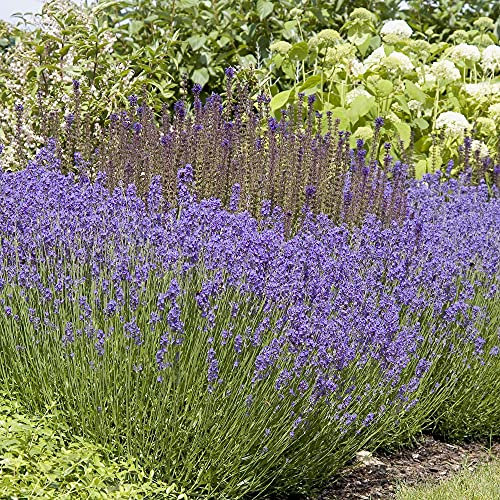Lavandula Lavender Hidcote Garden Plant Hardy Shrub Flowering Garden Plants Easy to Grow Your Own 3X Jumbo Plug Plant by Thompson and Morgan (3)