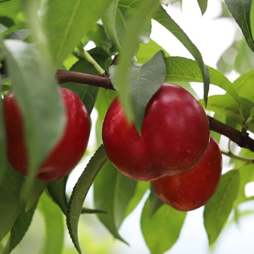 Nektarinenbaum - steingartenpflanzen winterharte für garten geschenke für gärtner alte sorten säulenobst balkonpflanzen für draußen 15Samen