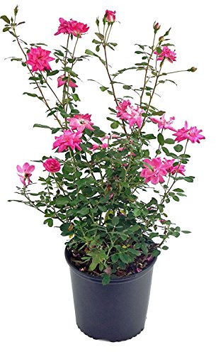 Rosa 'Zéphirine Drouhin' (Climbing Rose) Rose, thornless pink flowers, #3 - Size Container