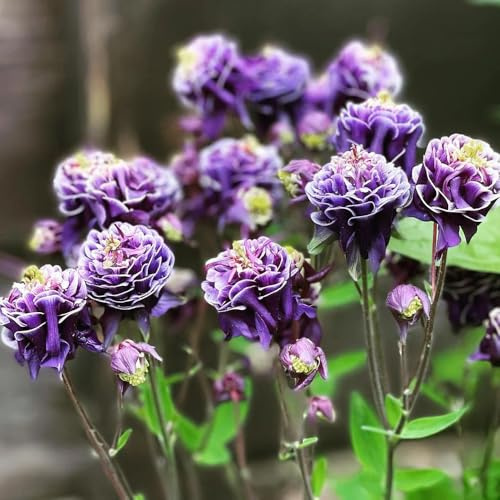 semi di aquilegia,da piantare coltivazione di semi-decorative semi di recisi-Molto adatti alle e agli insetti da giardino 400pcs