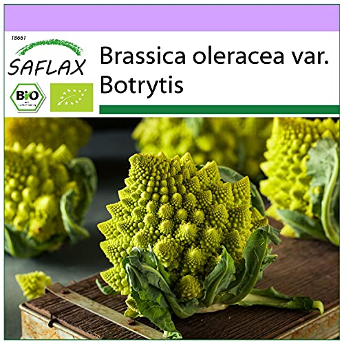 SAFLAX - BIO - Blumenkohl - Romanesco - 50 Samen - Brassica oleracea