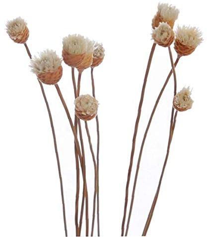 Pinicecore 20 PC/Satz Diffusor-Sticks Rattan Flower Bud Rose Ersatz Refill Rattanstöcke für Essential Oil Diffuser für Heim Schlafzimmer Badezimmer