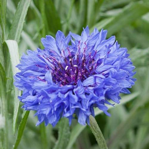 Eden Brothers Cornflower Seeds (Organic) - Jubilee Gem