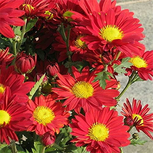 WmHeoo2077 Samen für Ihr Garten Balkon,Einfach zu pflanzende Gänseblümchen-Samen, Indoor-Gartenblumen, rot, 200 Kapseln,mehrjährig winterhart Samen