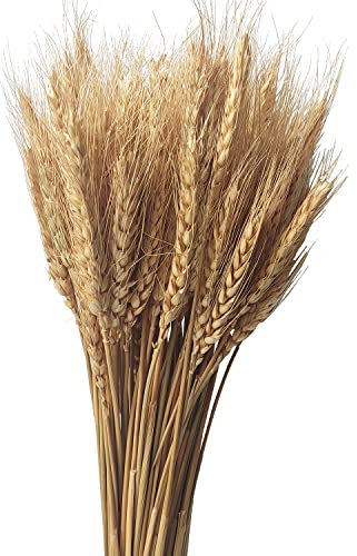 CoolCrafts 200 Steli Spighe di Grano Naturali Fiori Secchi per Decorazione