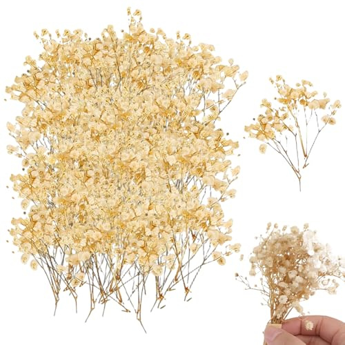 UIEXAY 100 Pcs Gypsophile Séché Mini Fleurs Sechees Naturelles Petites Fleurs Pressées Blanche Fleur sechees Decoration pour Le Bricolage Les Bougies la Résine Les Bijoux Les Ongles L'Artisanat
