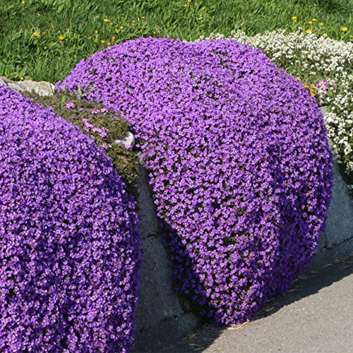 Welldales 50 Creeping Thyme Seeds Purple Trailing Basket Rock Cress Mat Forming UK Plant