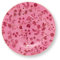 Pip Studio Jolie Flowers Pink Brotteller 17cm
