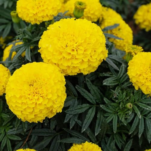 Semillas de Tagetes - semillas de silvestres decorativas balcón jardín interior resistentes para el jardín interior exóticas primavera 2000pcs