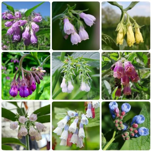 Semillas de consuelda orgánica, Symphytum officinale, de balcón Semillas de consuelda reales de jardín 400pcs
