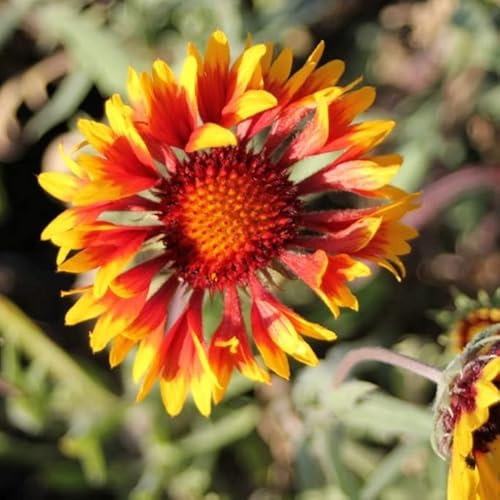 6x Kokardenblume 'Bremen' - Gaillardia ‘Bremen’ - Topf 9x9cm