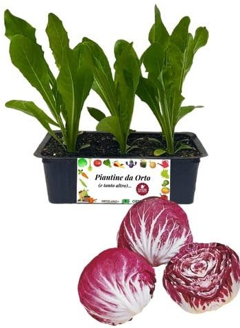 P. Piantine da Orto | Radicchio Chioggia Precoce, Kit 9 Piantine, Pianta Pronta per il Trapianto, Pianta Vera da Orto, da Balcone e da Esterno, Vivaio Italiano