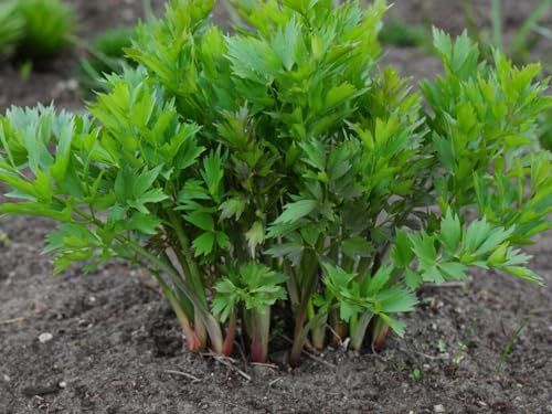 Buy4seeds 30 Lovage Seeds - Celery Like Herb Easy to Grow Garden