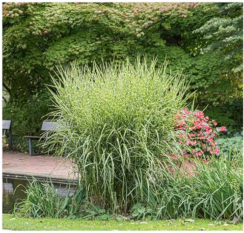 Stauden Gänge 3 x Miscanthus sinensis 'Zebrinus' winterhart