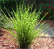 3 x Miscanthus sinensis 'Zebrinus' im 1 Liter Topf (Ziergras/Gräser/Winterhart/Mehrjährig/Staude) Überhängendes Zebra Chinaschilf - Ziergras mit exotischem Muster - von Stauden Gänge