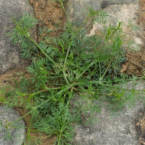 cerfoglio varietà di tradizionali, selvatiche cerfoglio per giardino di aromatiche da interno vegetali sostenibili semi 100semi