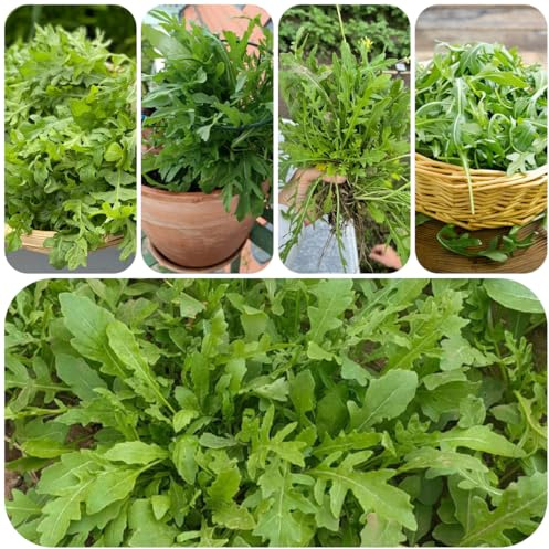 semillas de rúcula - variedades antiguas cocina silvestres resistentes para el jardín raras exterior exóticas 600pcs