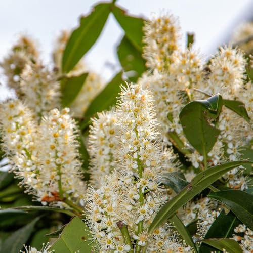 semillas de laurel cerezo - exóticas interior variedades antiguas jardin perennes resistentes 150pcs