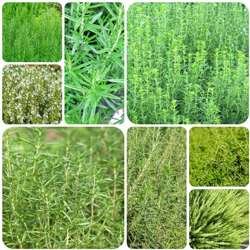 Semillas de ajedrea, perenne, resistente al invierno. cobertura del suelo Comprar decorativas 500pcs
