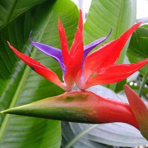 10 pcs strelitzie samen (Strelitzia reginae) - exotische pflanzen, pflanzen samen indoor Paradiesvogelblume blumen pflanzen, ostergeschenke kräuter samen, saatgut topfpflanzen echt,