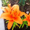 Giglio bulbi/giglio bulbi asiatico/lilium bulbi giganti-Terrazza, balcone, giardino -E-8 bulbi