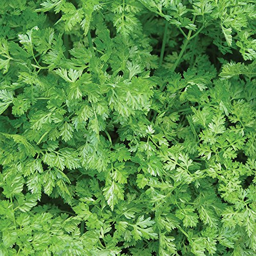 Burpee Curled Chervil Seeds 775 seeds