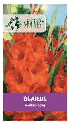 10 bulbes de fleurs Glaïeul Hunting Song - orange rouge