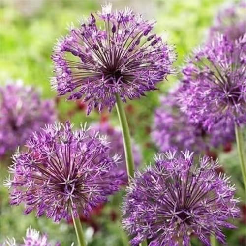 1000 pezzi Riesige Allium Bulbs Samen Für Herbst Pflanzung Globemaster Allium giganteum Blumensamen für Garten G