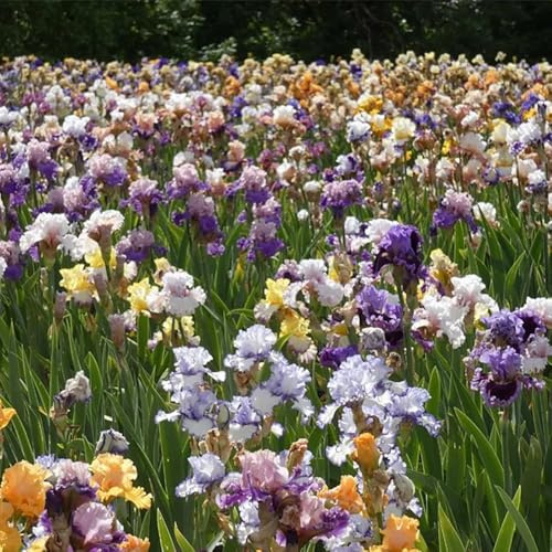 Bulbos de iris - de jardín exótico iris, cobertura del suelo balcón resistentes resistentes en macetas al aire libre para jardines rocas para lugares soleados 4pcs