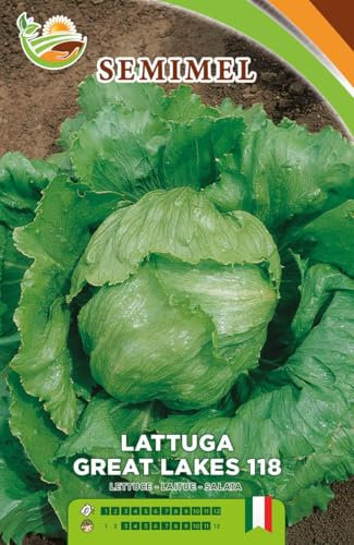 Lattuga Great Lakes 118 - Semi di Lattuga a Cespo Grande, Foglie Spesse e Croccanti, Adatta per Coltivazioni Primaverili ed Estive 1 confezione