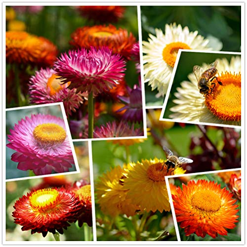 Burpee Straw Flower Large Mixed Colours 1000 Non-GMO Straw Seeds, Open Pollinated Seeds