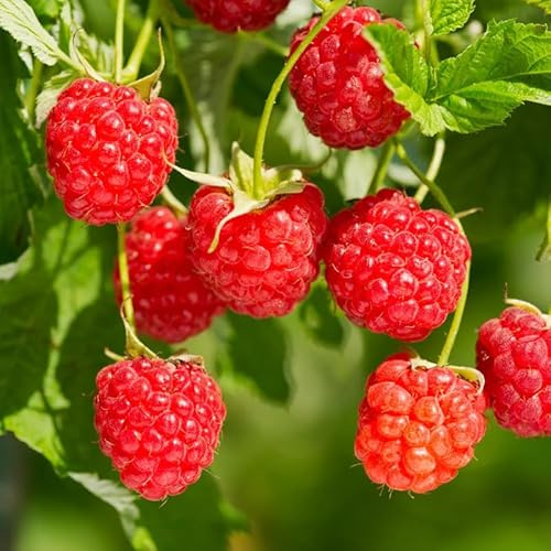 1 Raspberry Bushes Live Plant 5 to 10 Inches Tall, Raspberry Plant Live for Planting, Edible Berries Plant (Red Raspberry)