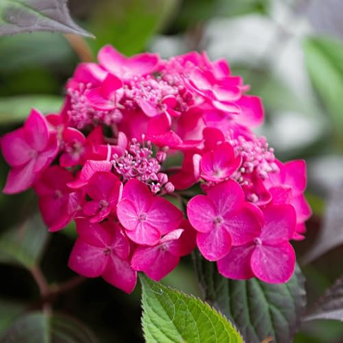 Plant in a Box - Hortensia - Hydrangea serrata 'Magic Sunset' - Hauteur 25-40cm - Pot 19cm - Arbuste d’extérieur - Rose