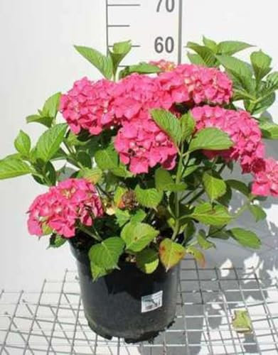 Hydrangea macr. rood/rouge - Hortensia 40-60 cm en pot