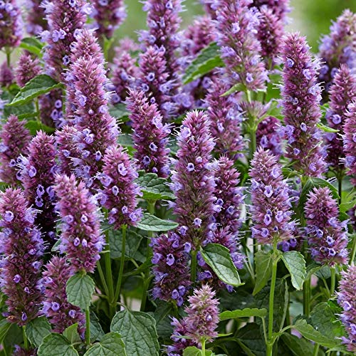 Agastache Beelicious Purple - Planta de exterior de hoja caduca
