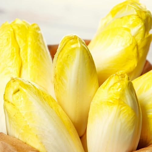 TomorrowSeeds - Belgian Endive (Witloof Chicory) Seeds - 3000+ Count - for 2026 Planting Pale Yellow White Leaf French Brussels Witlof Bitter Radicchio Vegetable Grow Your Own Home Farm Patio Healthy