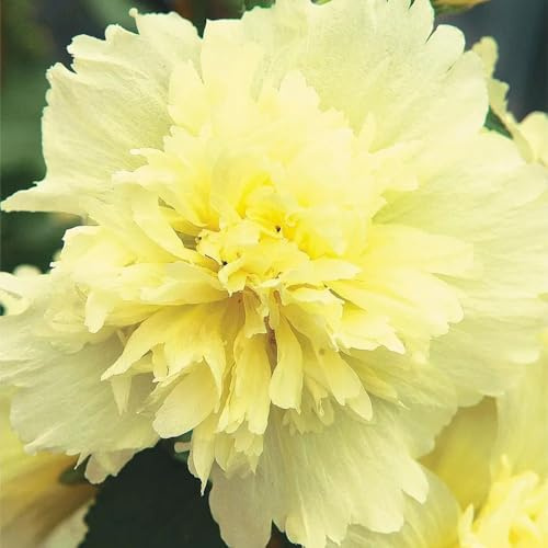 semi di malvarosa decorative raro tappezzanti in vaso balcone Giardino resistenti 350pcs