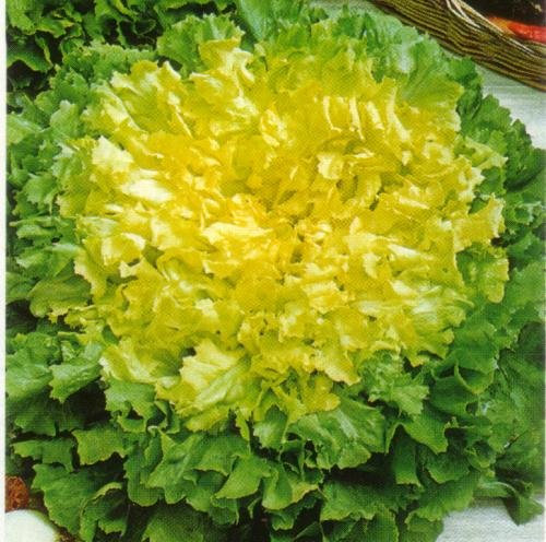 SCAROLA INDIVIA GIGANTE DEGLI ORTOLANI NR.1000 SEMI