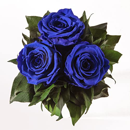 ROSEMARIE SCHULZ Heidelberg Infinity Blumenstrauß echte konservierte Rosen Lange haltbar bis zu 3 Jahre (3 Rosen, Blau)