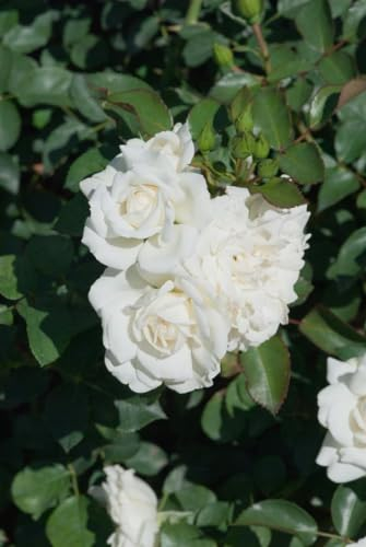 Rosa 'White Meidiland' – Winterhart, Mehrjährig, Pflegeleicht – Bodendeckerrose – Flächenbegrünung für Beet & Hang