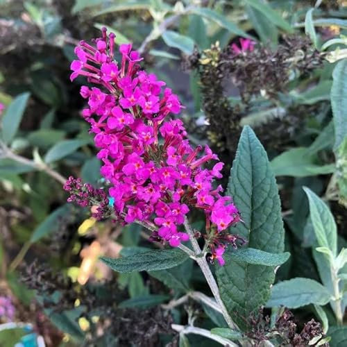 Vivai le Georgiche - Pianta vera di Buddleja davidii Summer Beauty Buddleia, Albero delle farfalle 'Summer Beauty' - vaso Ø 24 cm