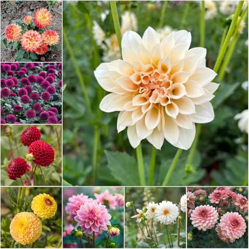 mezcla de bulbos de dalia - bulbos temprana jardín dalia perennes resistentes resistentes para el jardín bonsái 4pcs