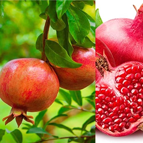 Pomegranate Plant x3 Plants - High Yielding Punica Granatum - Pomegranate Tree in 9cm Pots