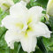 Lilium bulbi giganti.Giglio bulbi asiatico.Giglio bulbi.Fiori perenni resistenti-8 bulbi-D