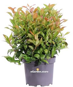 Pianta di Leucothoe Axillaris Zeblid o Curly Red pianta ornamentale variegata da esterno giardino balcone terrazzo arbusto vero venduto da eGarden.store