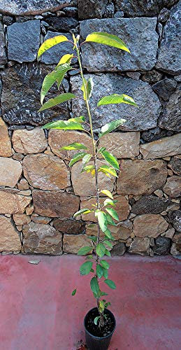 Pianta di ciliegie Albero ciliegio Durone di Vignola III - Imballaggio speciale protettivo
