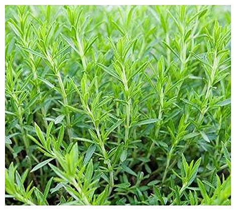 Artemisia dracunculus - Estragon - 20 graines