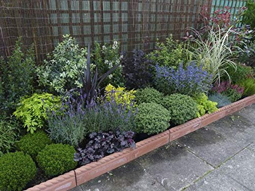 Small Shrub Mix x5 Plants 9cm Pots - Perfect Plants for Rockeries/Borders Or Patio Pots. Plants Like Hebe - Azalea - Lavender - Heuchera - Ornamental Grasses
