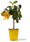 Cítricos plantas árbol de mano de buda - Citrus Citrus Medica VAR sarcodacty digital -Ø 20 cm - H 90 cm